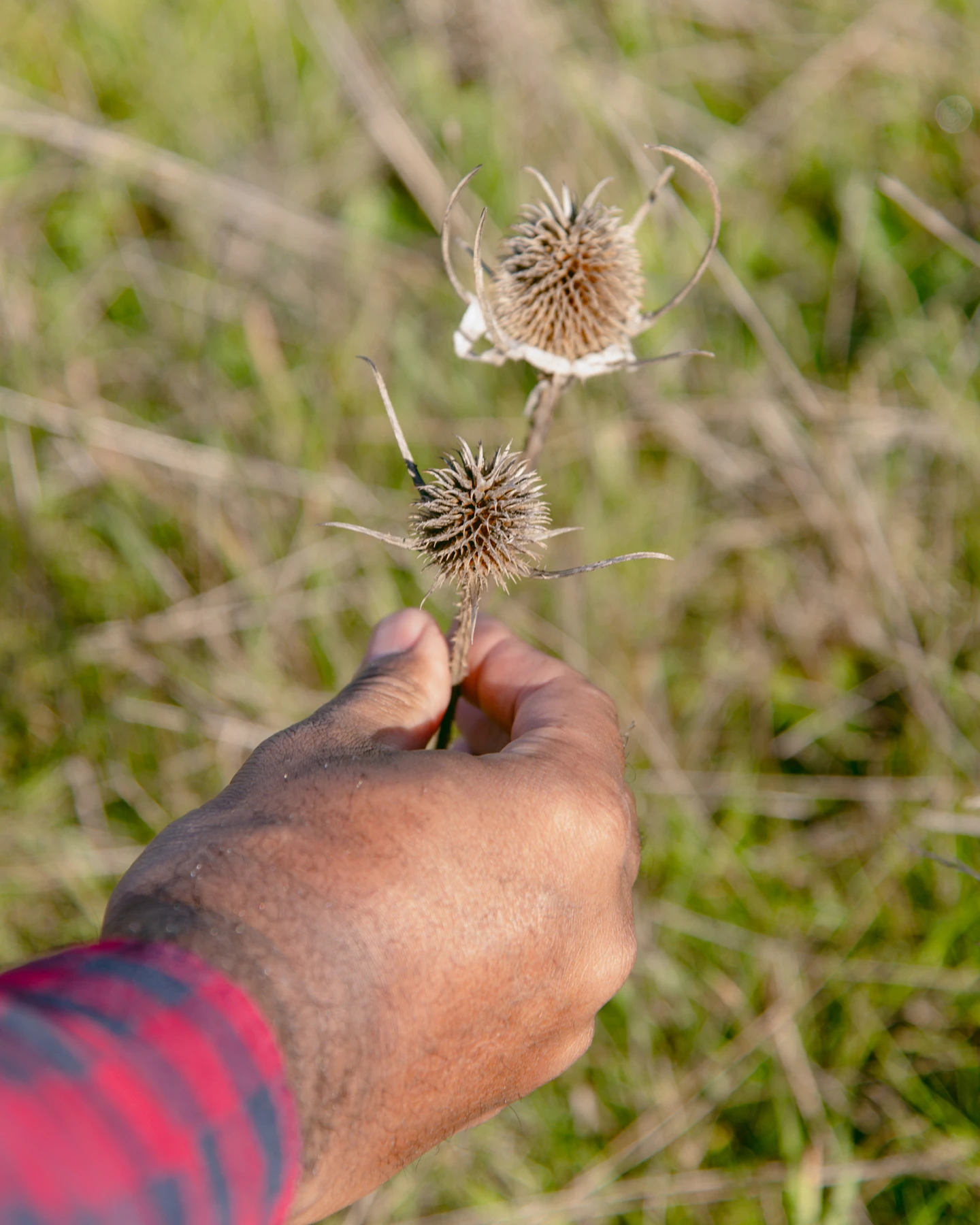 Close up of dried foliage held in the hand of Maurice Woods, founder of creative mentorship program—Inneract Project.