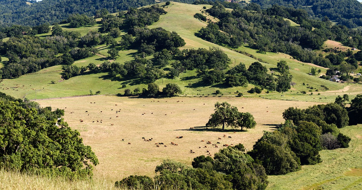 Ames Ranch The Ranch | Eames Institute