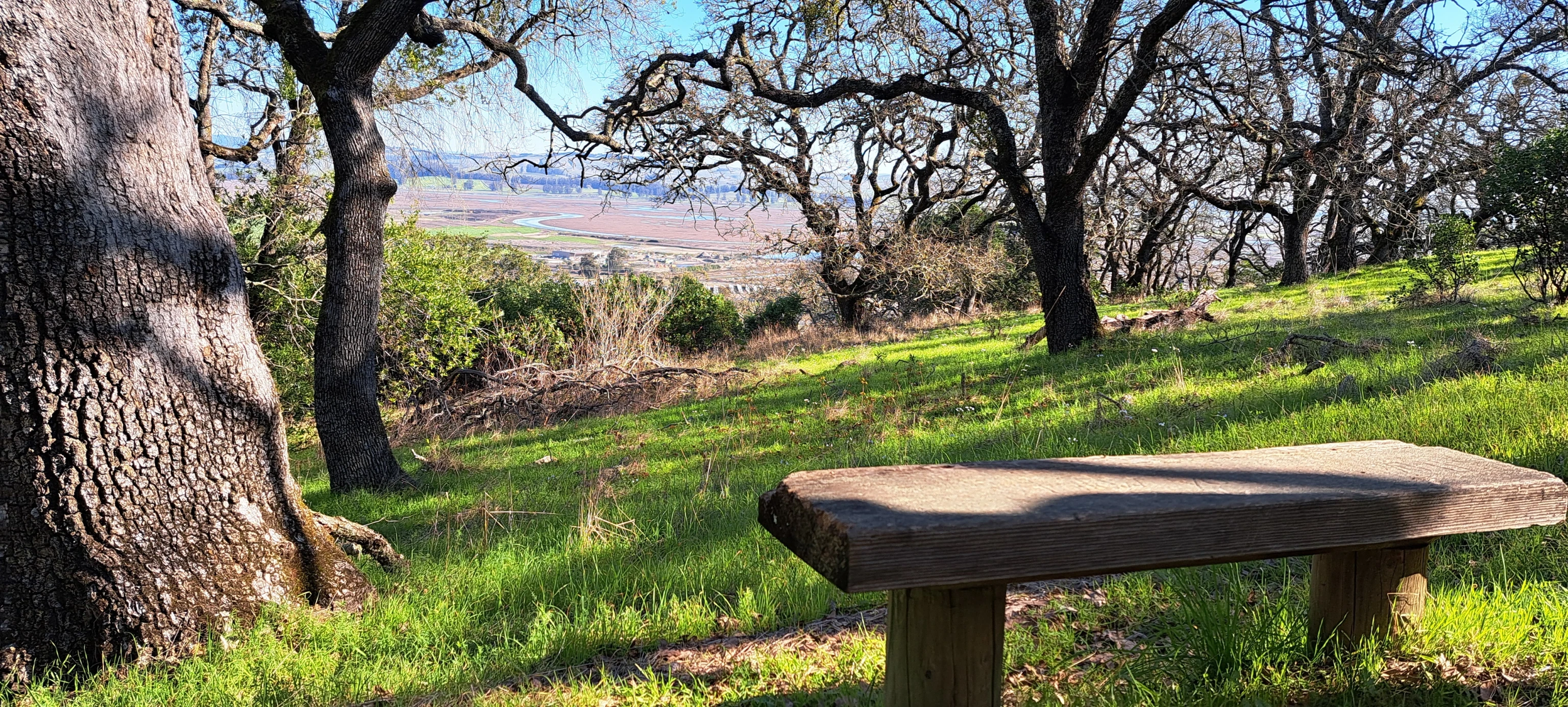 Bench in Olompali State Park surrounded by green grass and oak trees on a hill overlooking the Petaluma River.