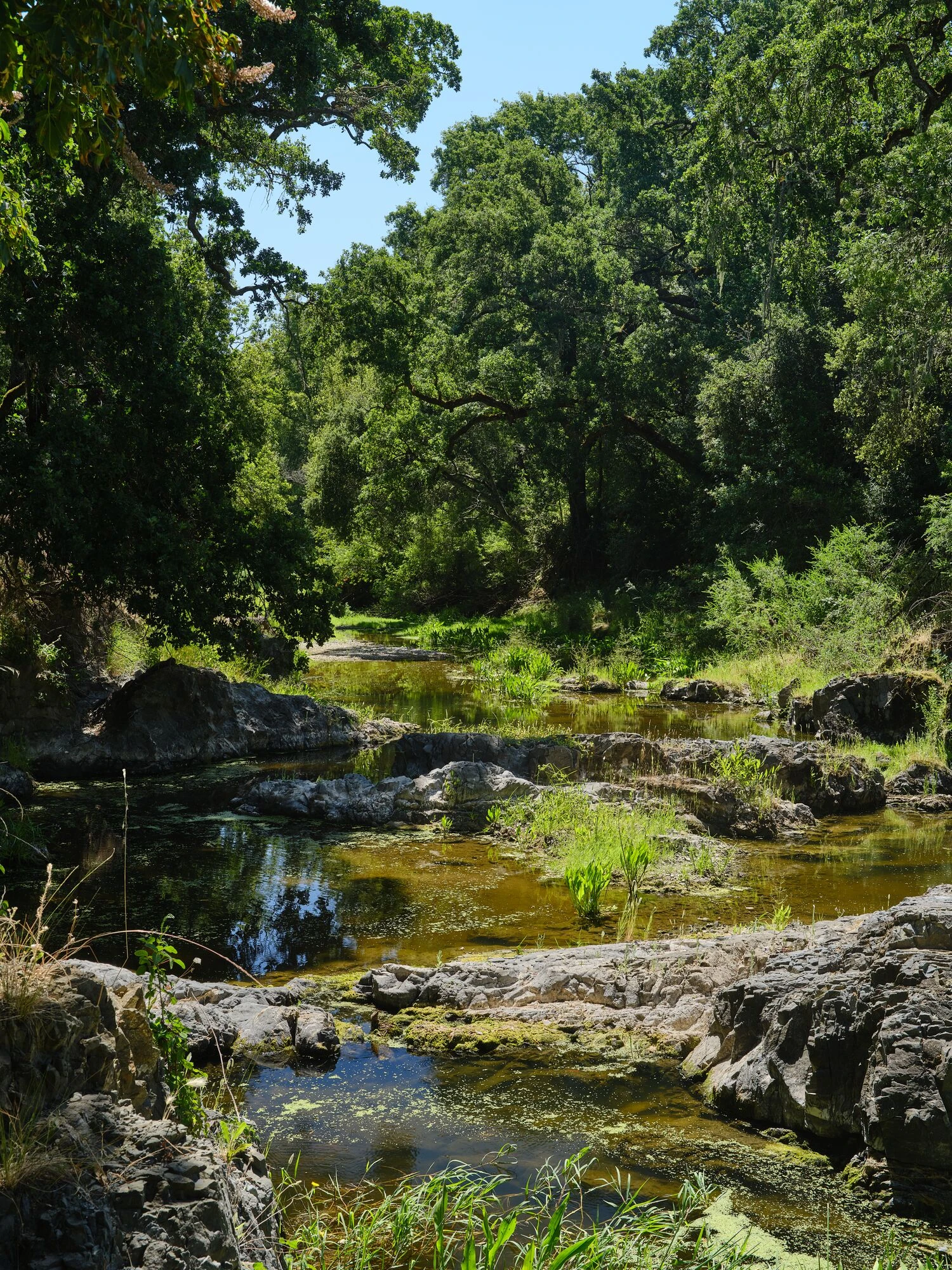 A beautiful creek in Northern California