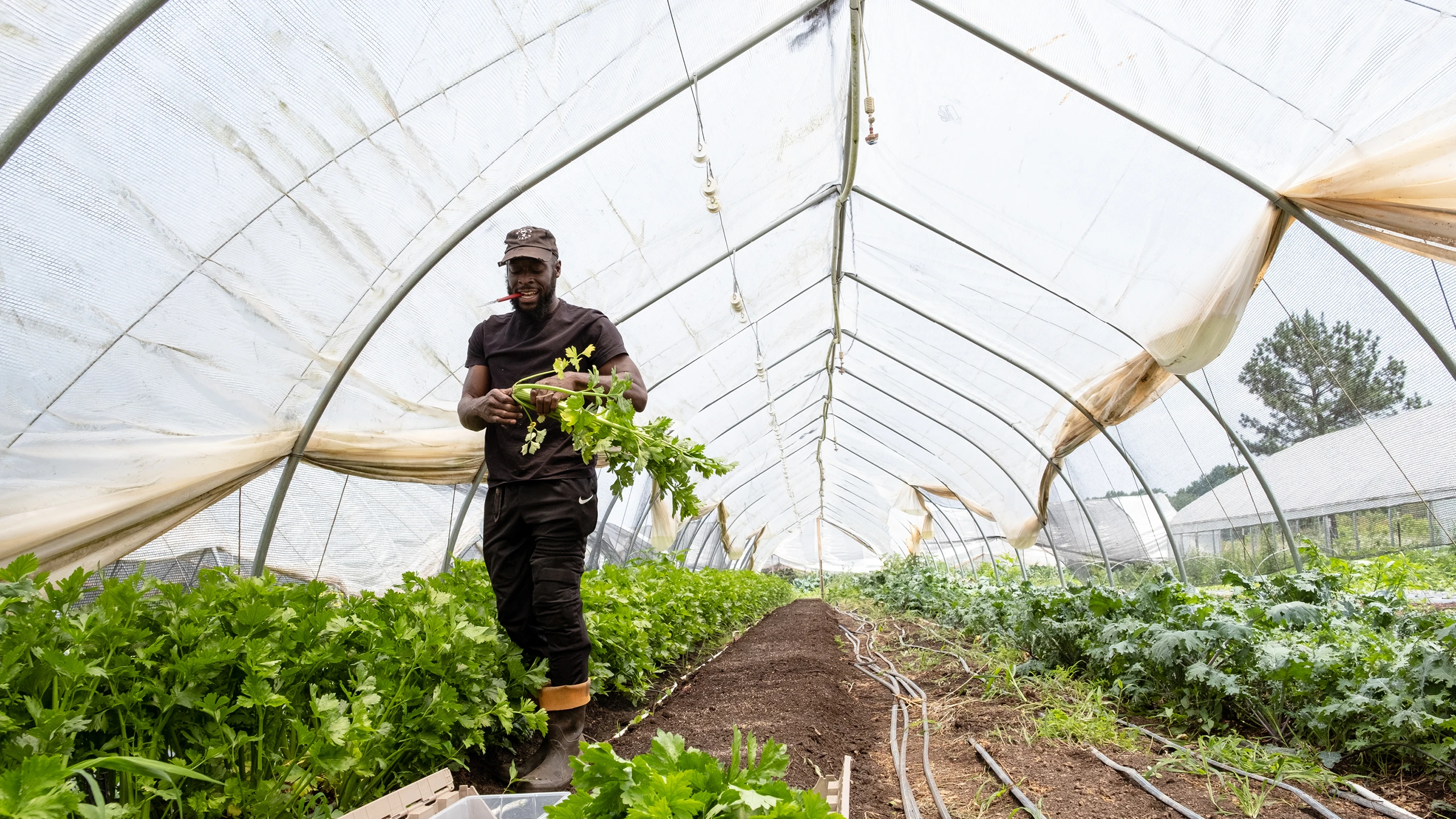 In Efland North Carolina, Sankofa Farms founder Kamal Bell walks through crops while carrying some freshly picked produce, Kazam! Magazine.