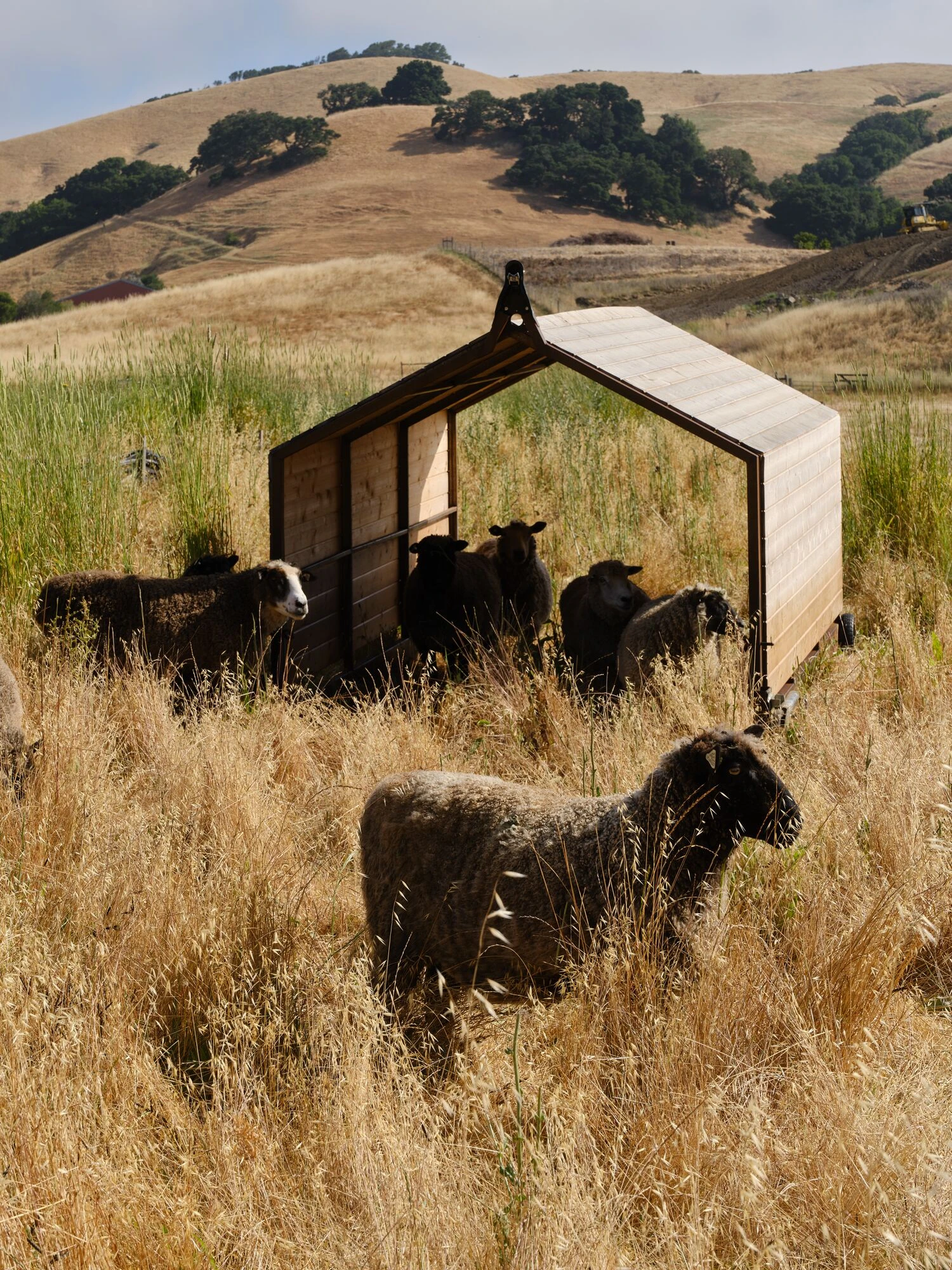 Sheep and their movable shelter on the Eames Ranch