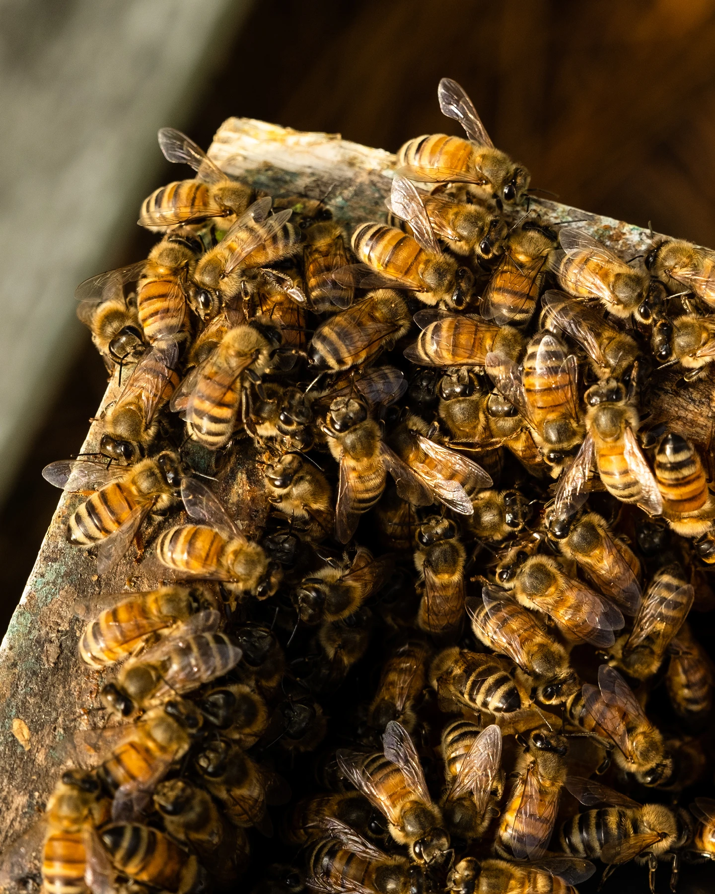 Close up of bees at Sankofa Farms in Efland North Carolina.