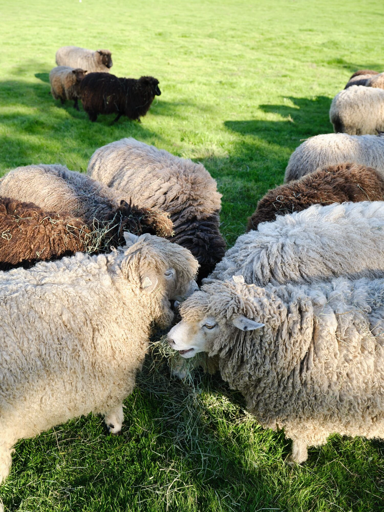 Sheep grazing in the shade at the Eames Ranch