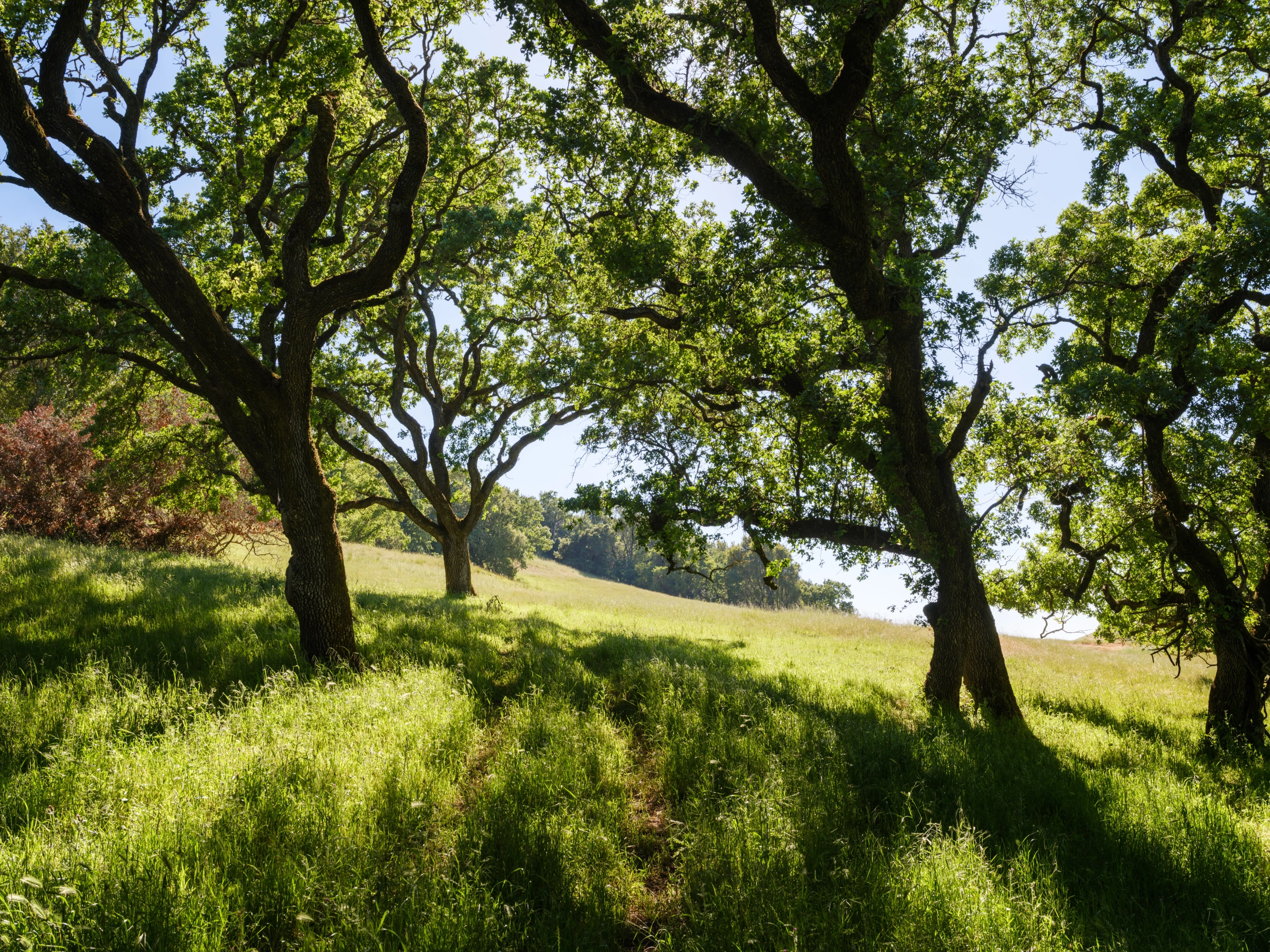 Close up view of several large trees on a hillside.