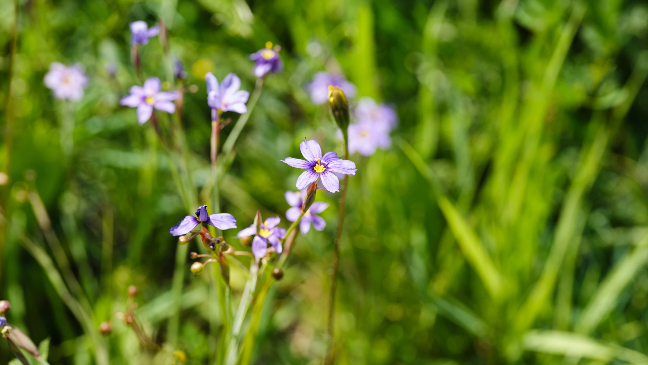 Close up view of a field with several small purple flowers with a single layer of petals.