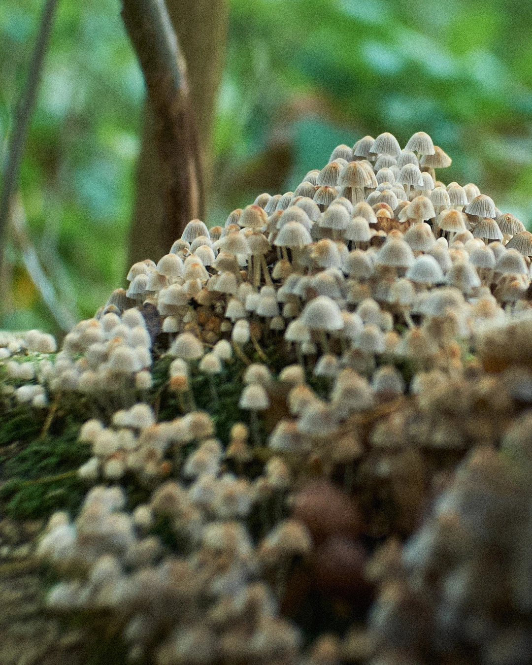 Close up of mushrooms outside the lab of food scientist, fermenter, and former Noma chef, David Zilber in Hørsholm, Denmark.