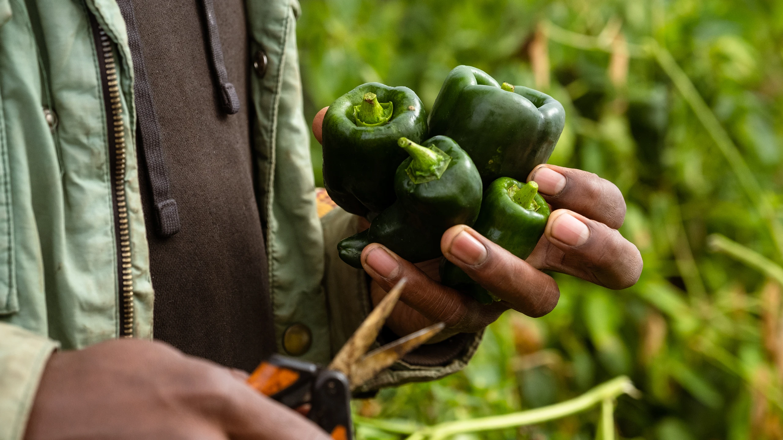 Efland North Carolina, Sankofa Farms founder Kamal Bell holding freshly picked peppers, Kazam! Magazine.