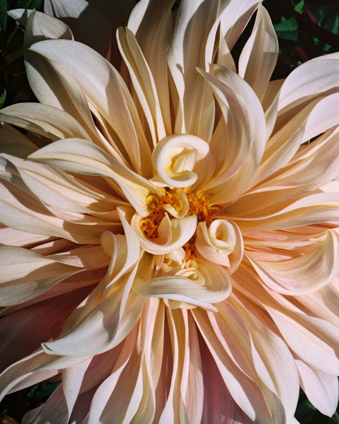 Close up of a muted pink flower at Four Root Farm in East Haddam, Connecticut.