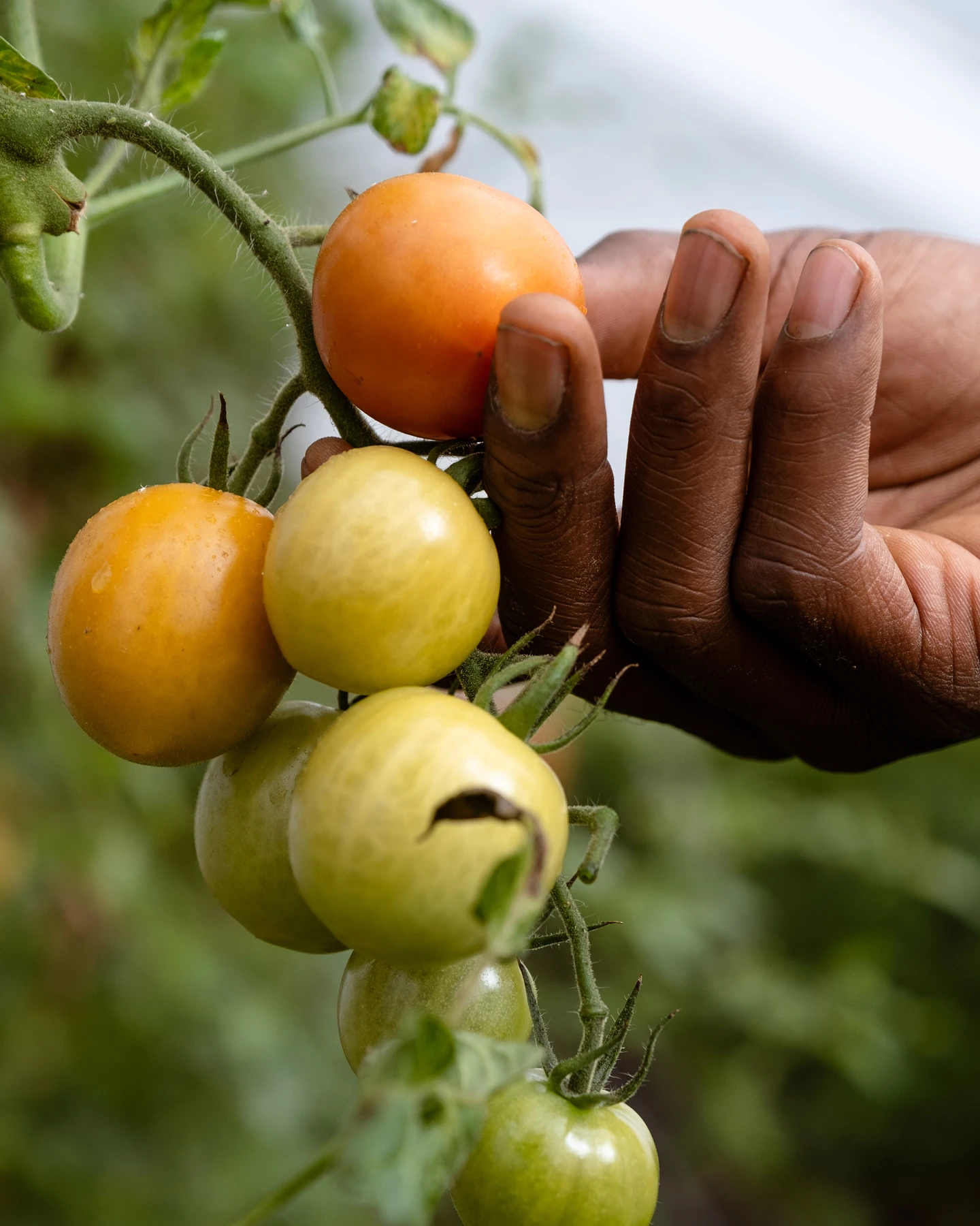 In Efland North Carolina, Sankofa Farms close up of tomatoes on the vine, Kazam! Magazine.