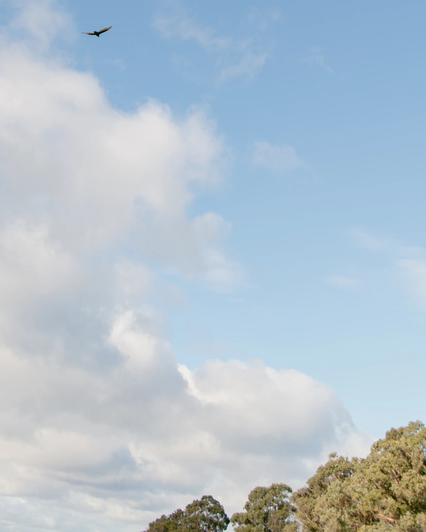 A line of tree tops with several clouds as a backdrop and a single bird soaring above.