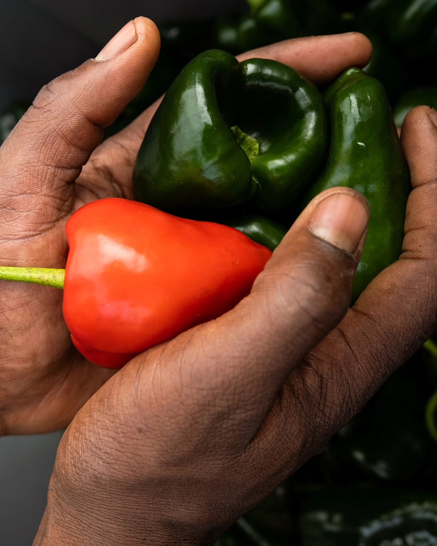 Sankofa Farms in Efland North Carolina, close up image of red and green peppers, Kazam! Magazine.