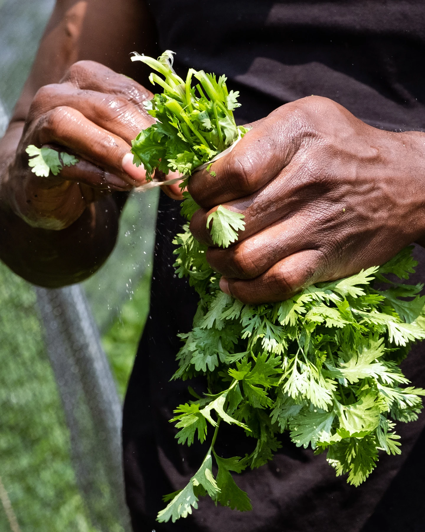 Close up of freshly picked cilantro from Sankofa Farms in Efland North Carolina, Kazam! Magazine.