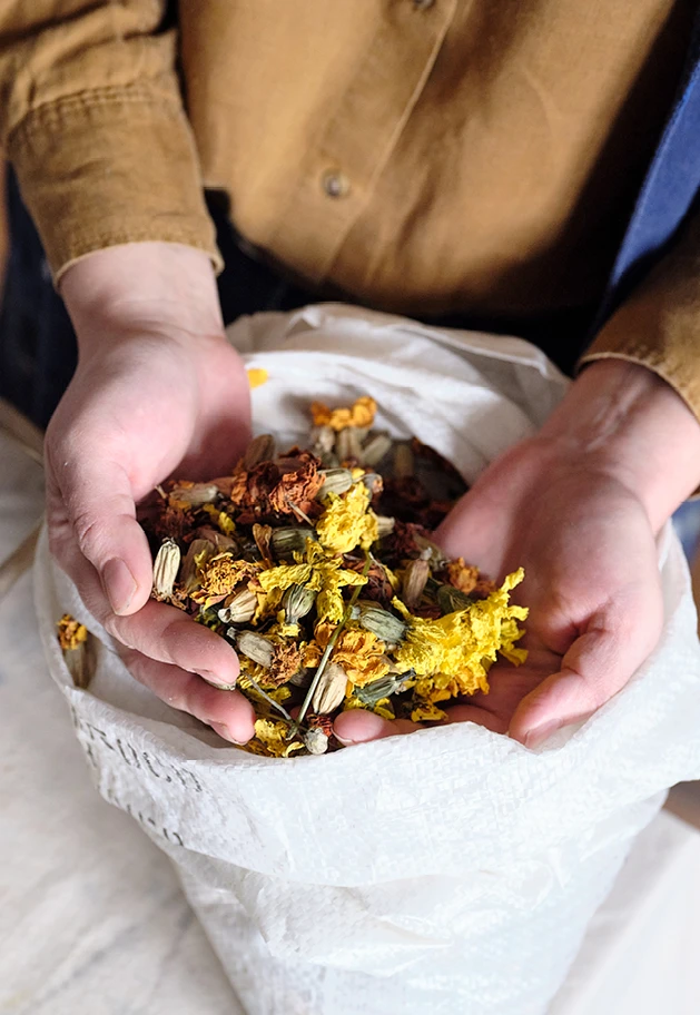 Abstract artist Natalie Stopka creates pigments and dyes primarily from plants that she grows. In this image, she holds a bag filled with various dried plants and yellow blooms.