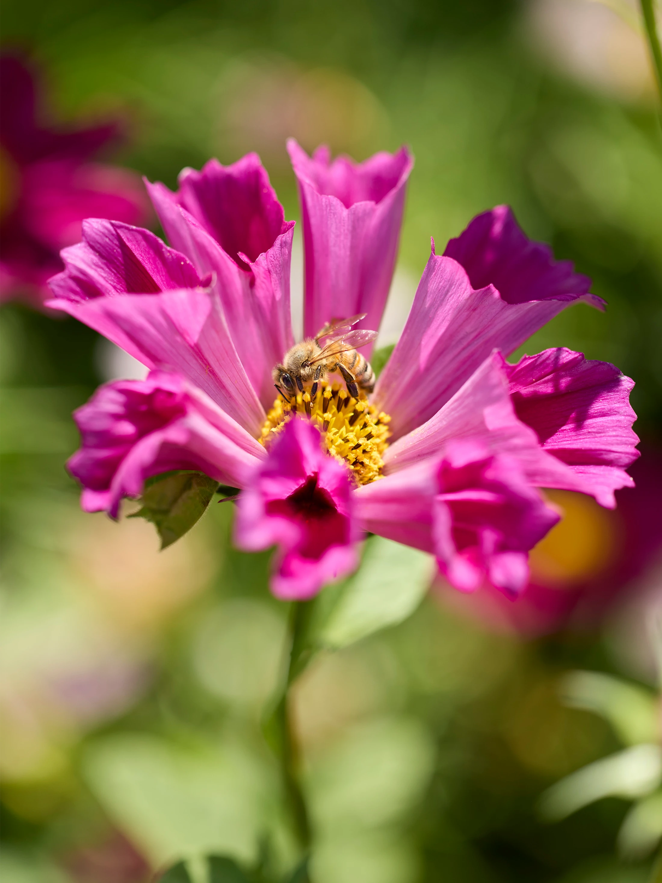 Close up of bright pink petals on a flower with a yellow center and a bee nestled on it.