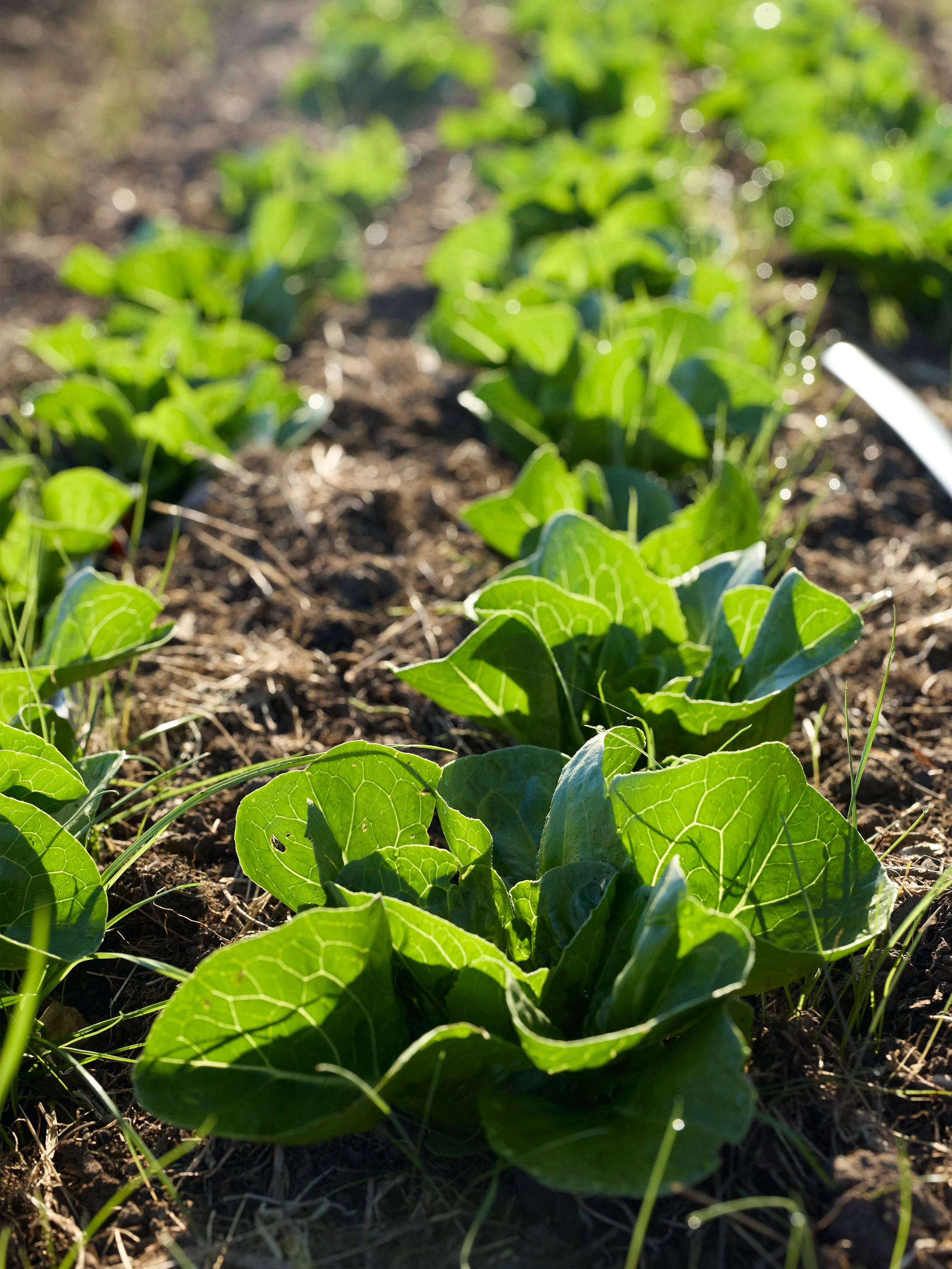 Close up rows of small heads of lettuce planted in the ground.