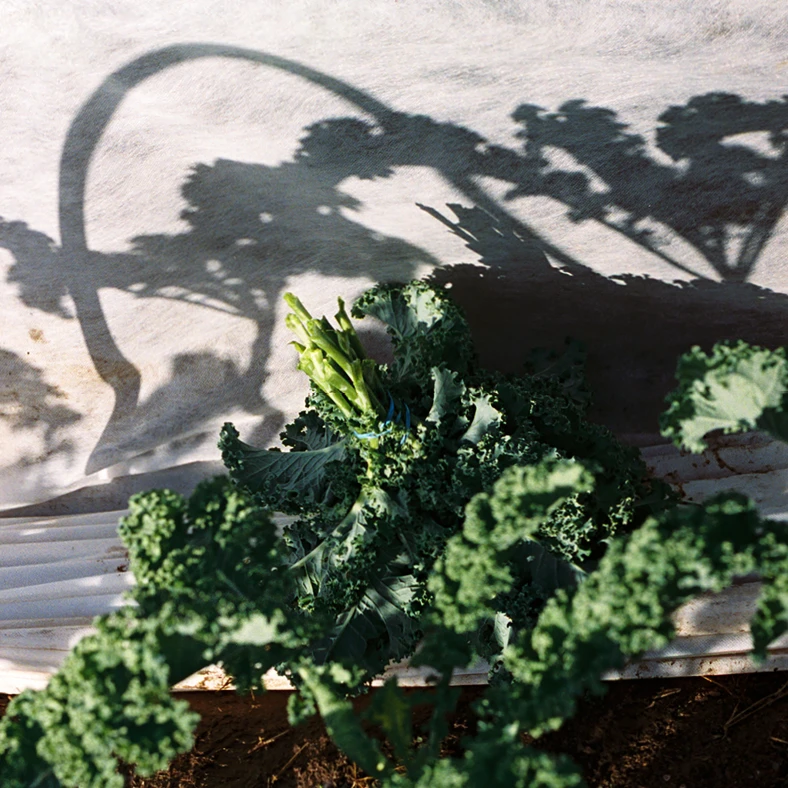 A vast grouping of greens at Four Root Farm in East Haddam, Connecticut.