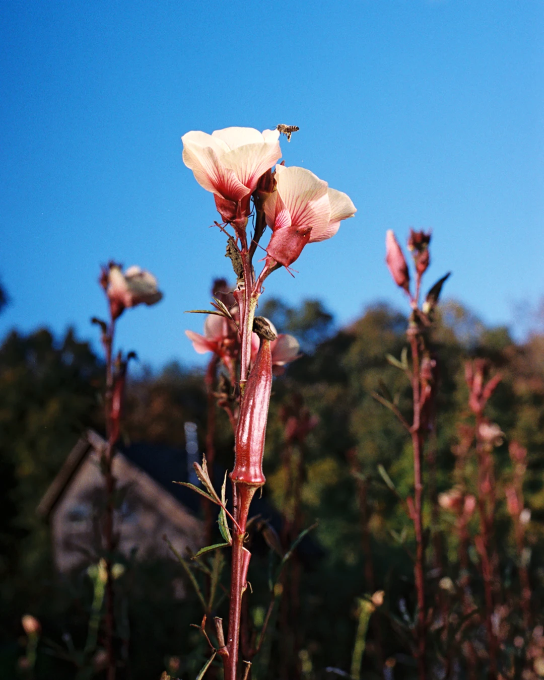 Close up of flowers at Four Root Farm in East Haddam, Connecticut.