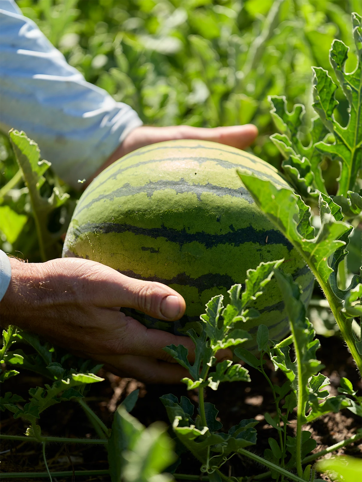 Close up view of a small watermelon in a field with hands holding it on both sides.