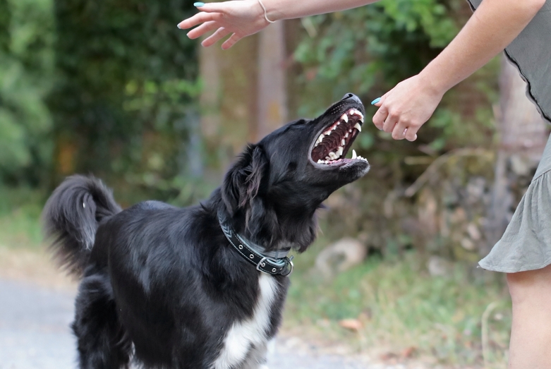 Image Palm Harbor Dog Bite Lawyer