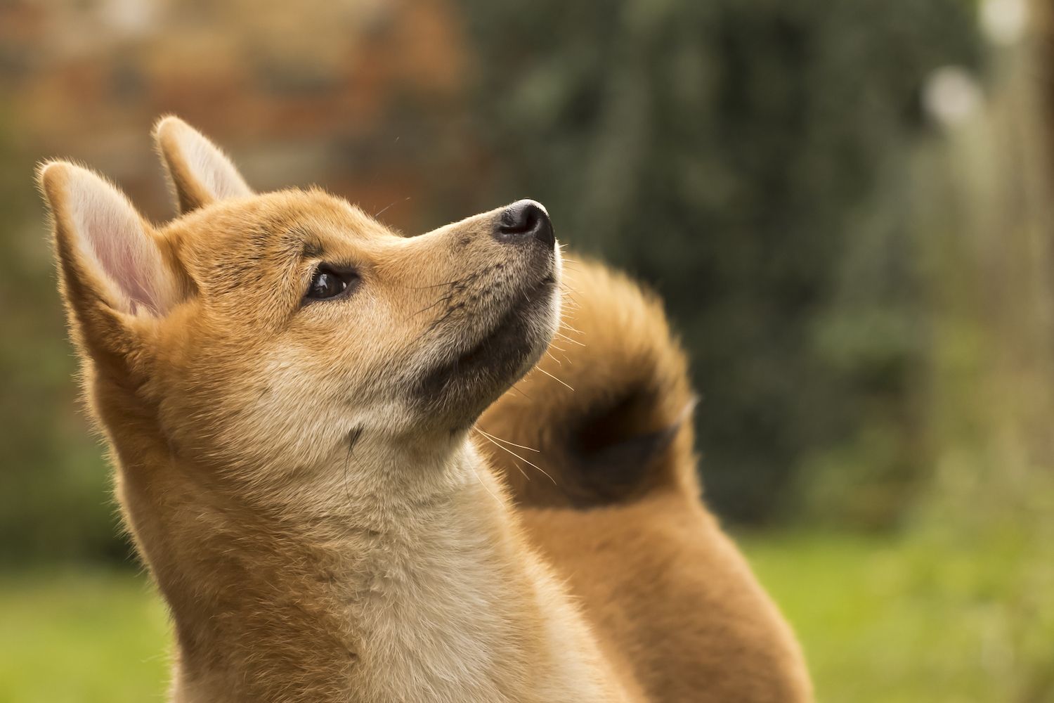 Decentralized Exchange Launches for Dogecoin Swaps