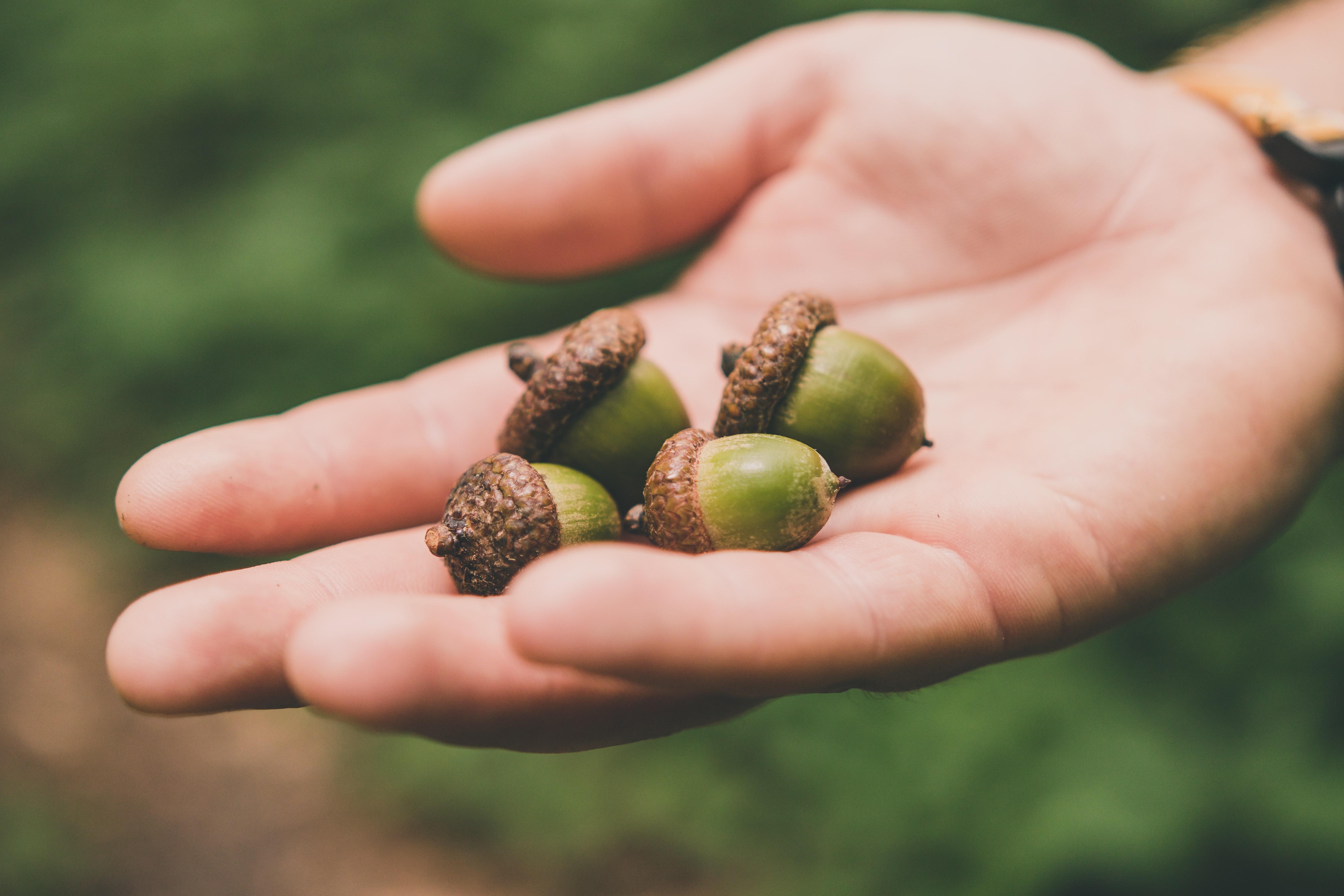 Micro-Investing App Acorns Adds Bitcoin Exposure Option