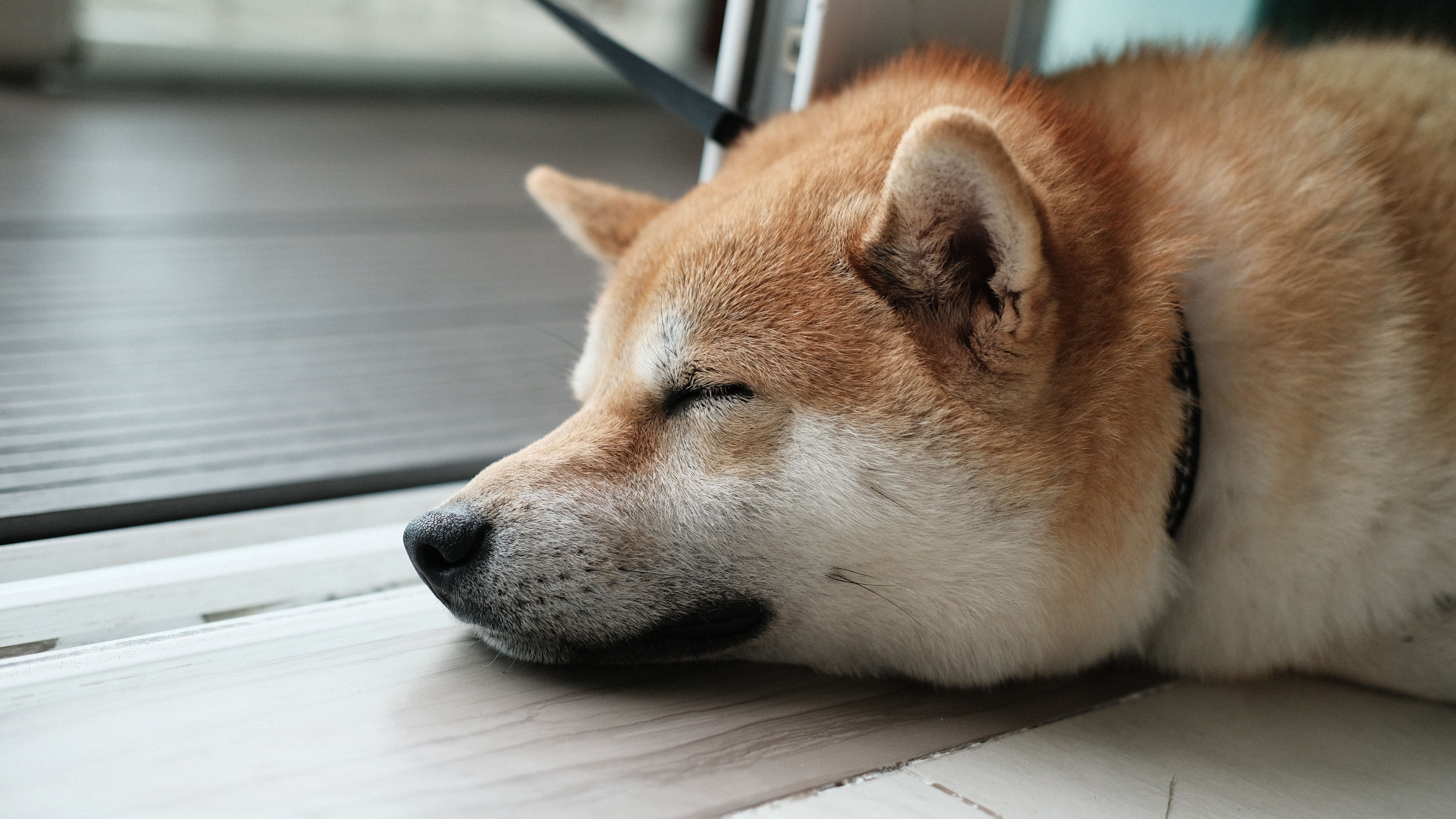 Dogecoin Bulls See $60M Liquidations in Biggest Hit Since 2021, image size:6000x3375