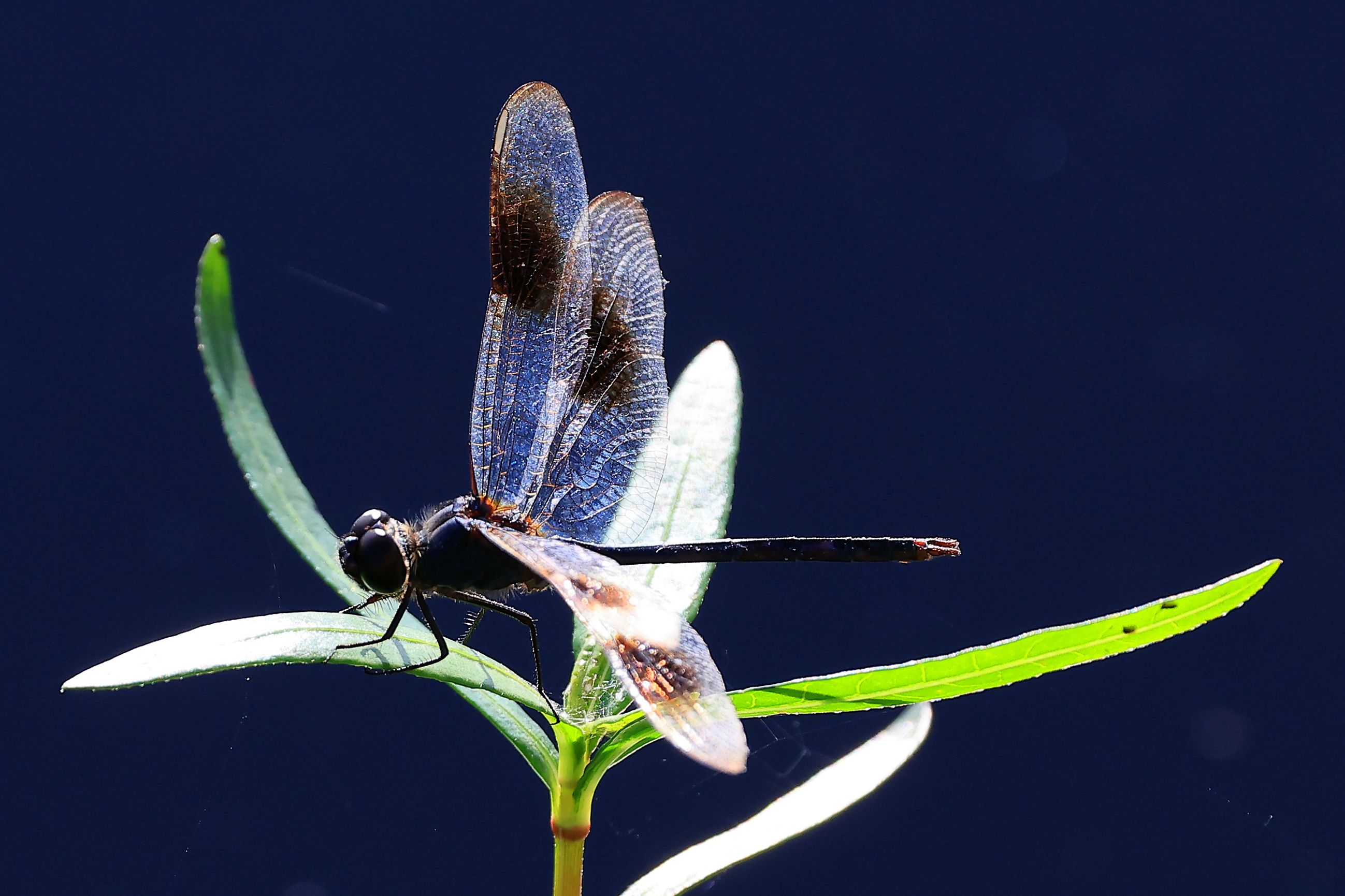 Crypto VC Firm Dragonfly Raising $500M for New Fund, Documents Show