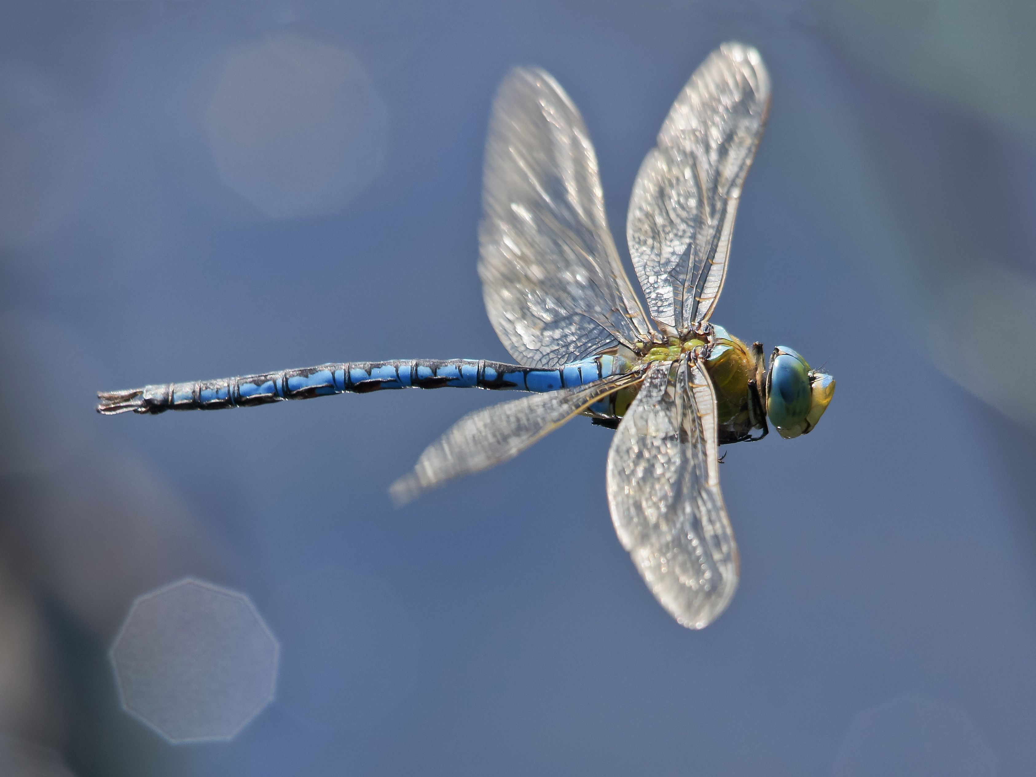 Dragonfly, Arthur Hayes Back $6M Round for New Stablecoin, Ethena