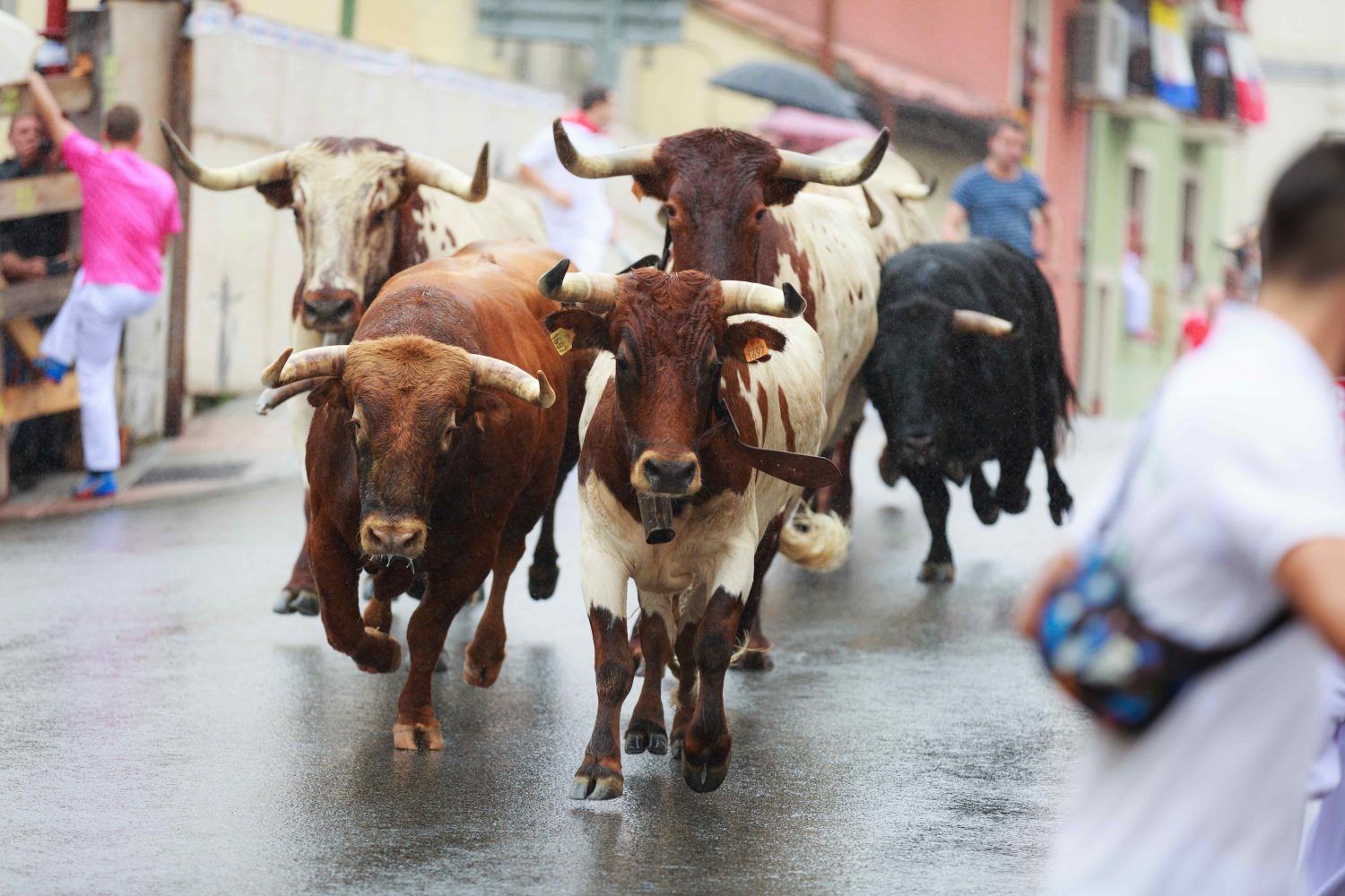 Bulls running through a street - Bitcoin rally