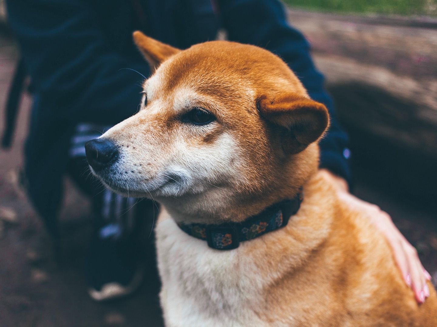 Shiba Inu's Testnet 'Puppynet' Sees Rising Activity Ahead of Shibarium Mainnet 