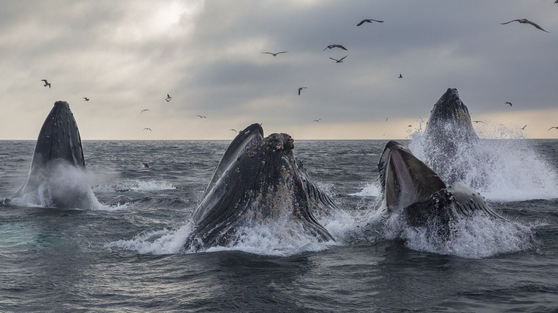 Satoshi-Era Whale Sells 9K BTC for Over $1B as Bitcoin Dips Below $117K Satoshi-Era Whale Sells 9K BTC for Over $1B as Bitcoin Dips Below $117K