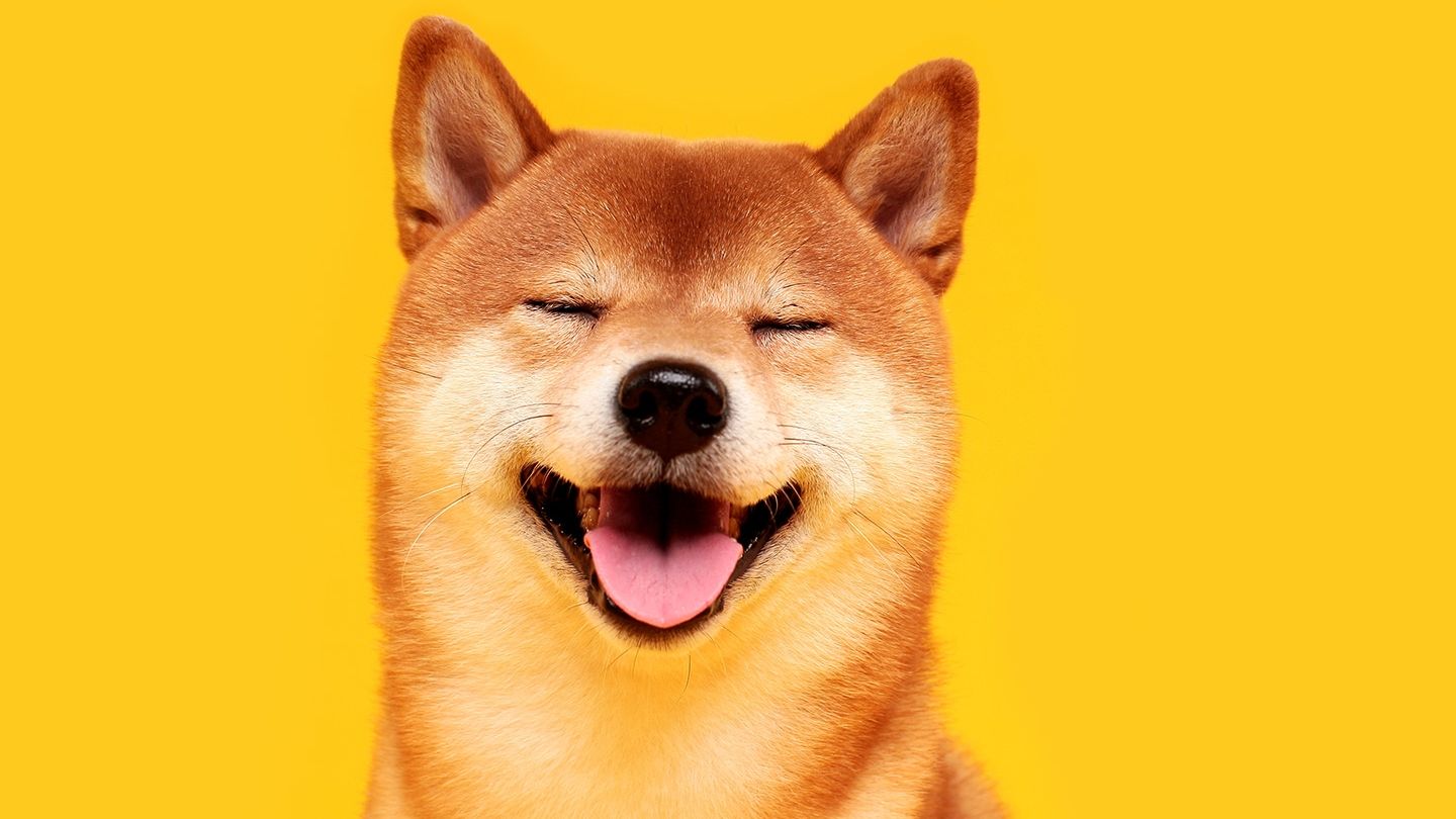 La red de prueba Puppynet de Shiba Inu registra 10 millones de  transacciones, lo que pone el foco en los tokens del ecosistema.