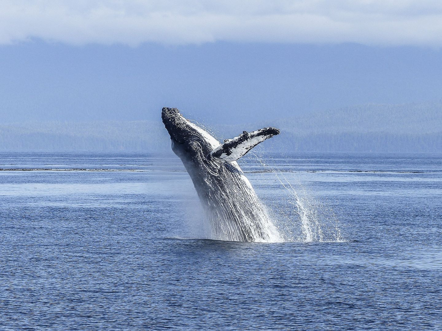 Bitcoin Euphoria Cools as Whales Wake Up: Crypto Daybook Americas Bitcoin Euphoria Cools as Whales Wake Up: Crypto Daybook Americas