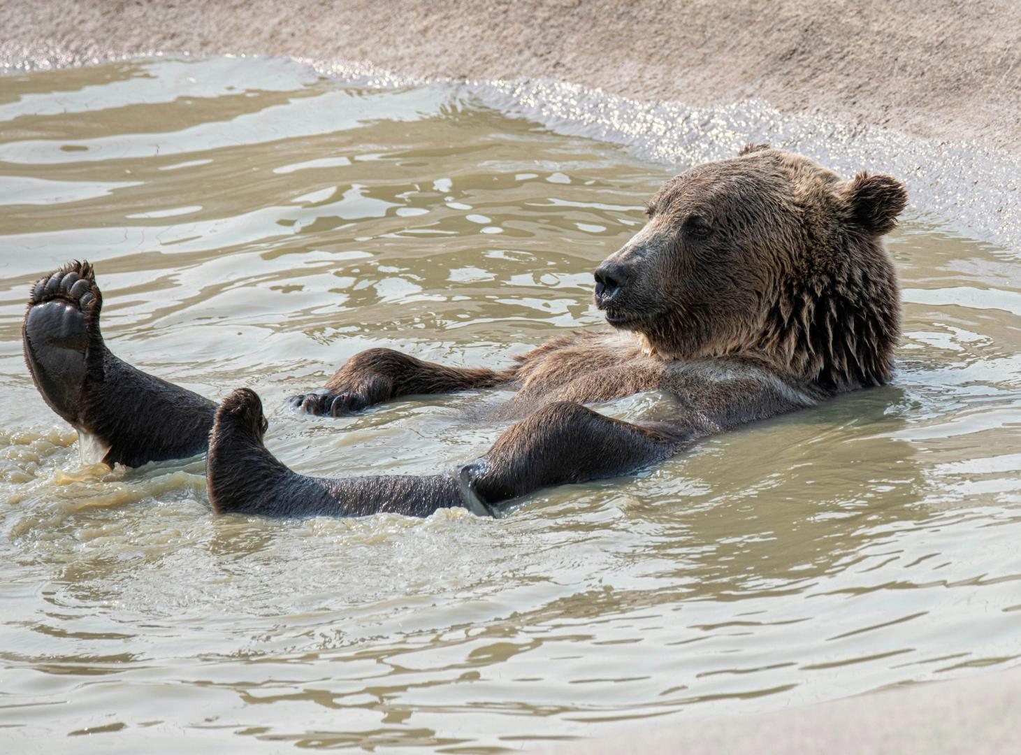 Strategy Bears Cave In as Anti-MSTR Leveraged ETF Hits Rock Bottom Strategy Bears Cave In as Anti-MSTR Leveraged ETF Hits Rock Bottom