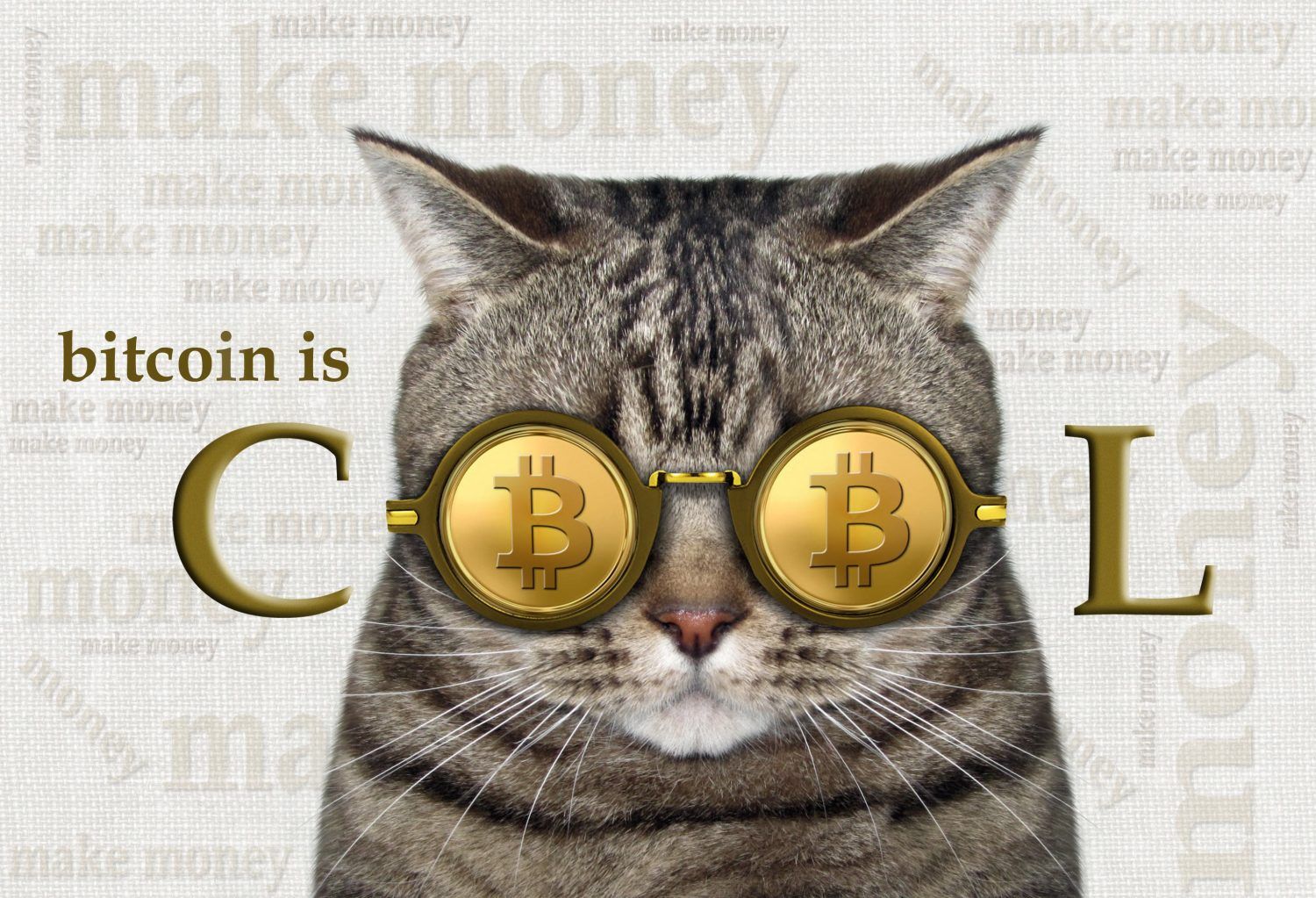 Cats Went Crypto First, Now It's Time for Consumers