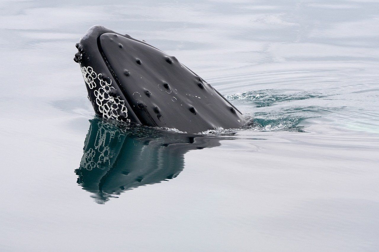 For Altcoin Whales Trading May be Easier on Bitget Than Binance, CoinGecko Research Finds