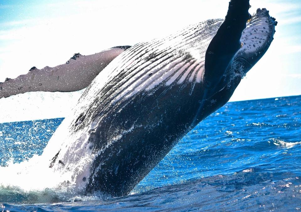 Dormant Bitcoin Whale Moves $377M After Holding Since March 2020 Crash
