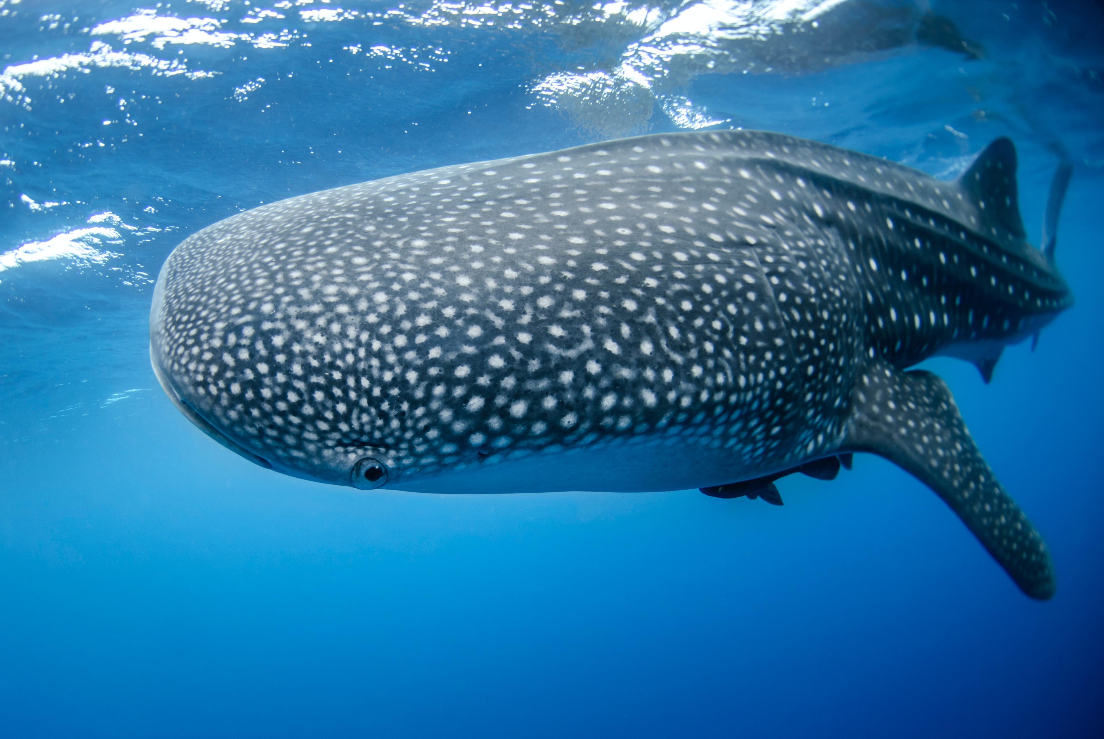 Underwater photo of a whale
