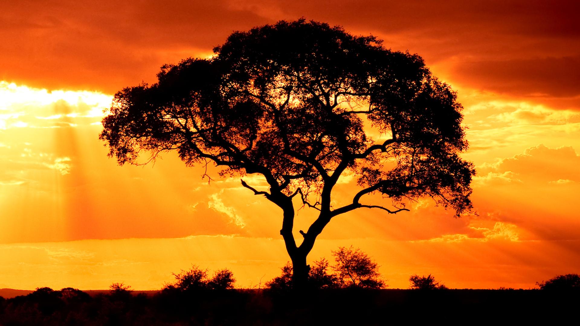 WisdomTree expands tokenized fund access to Solana in multichain push