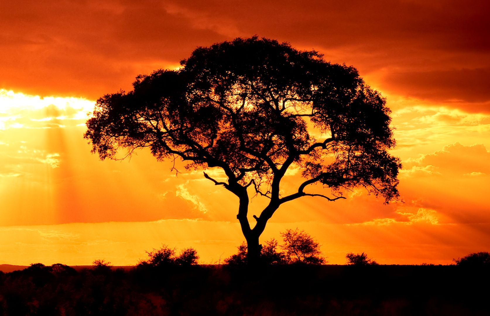 WisdomTree expands tokenized fund access to Solana in multichain push