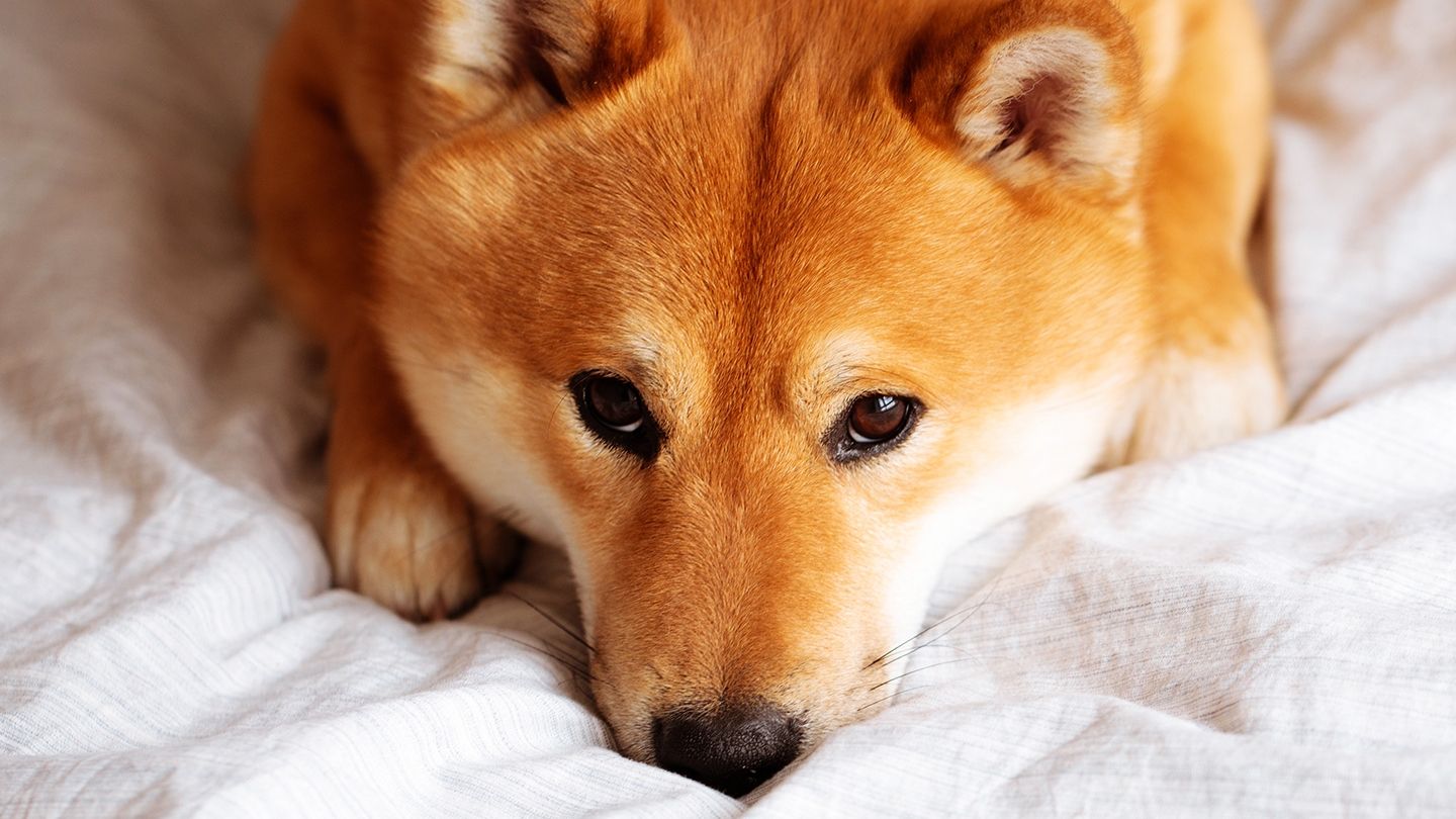 Shiba Inu Plans Shibarium's Public Restart Days After Botched Launch