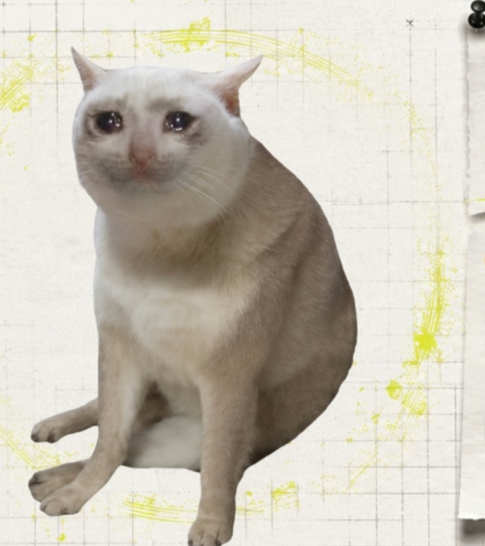 Robinhood Chain TVL Hits $774M as CASHCAT Memecoin Surges 120%