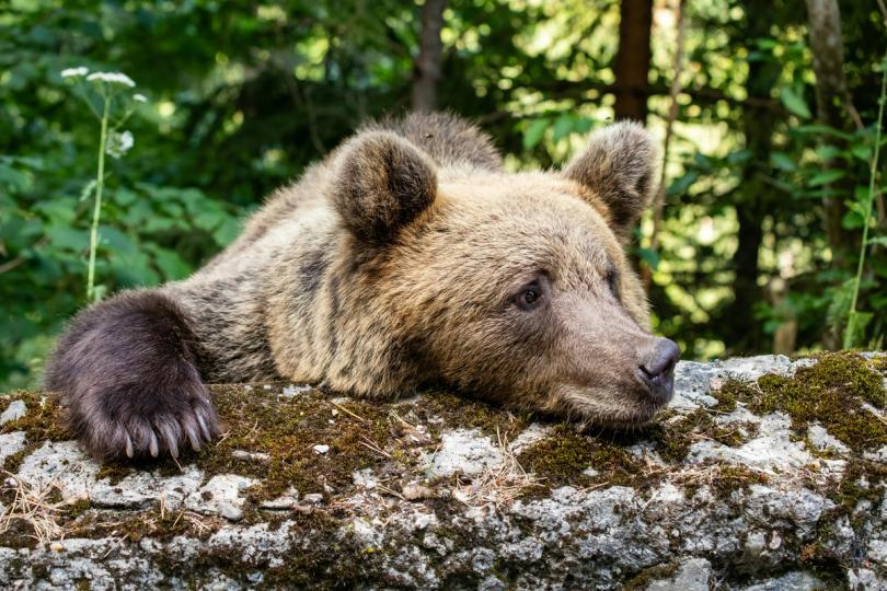 Bears Derretidos: R$ 1,5 Bilhão em Liquidações Confirmam Virada do Bitcoin
