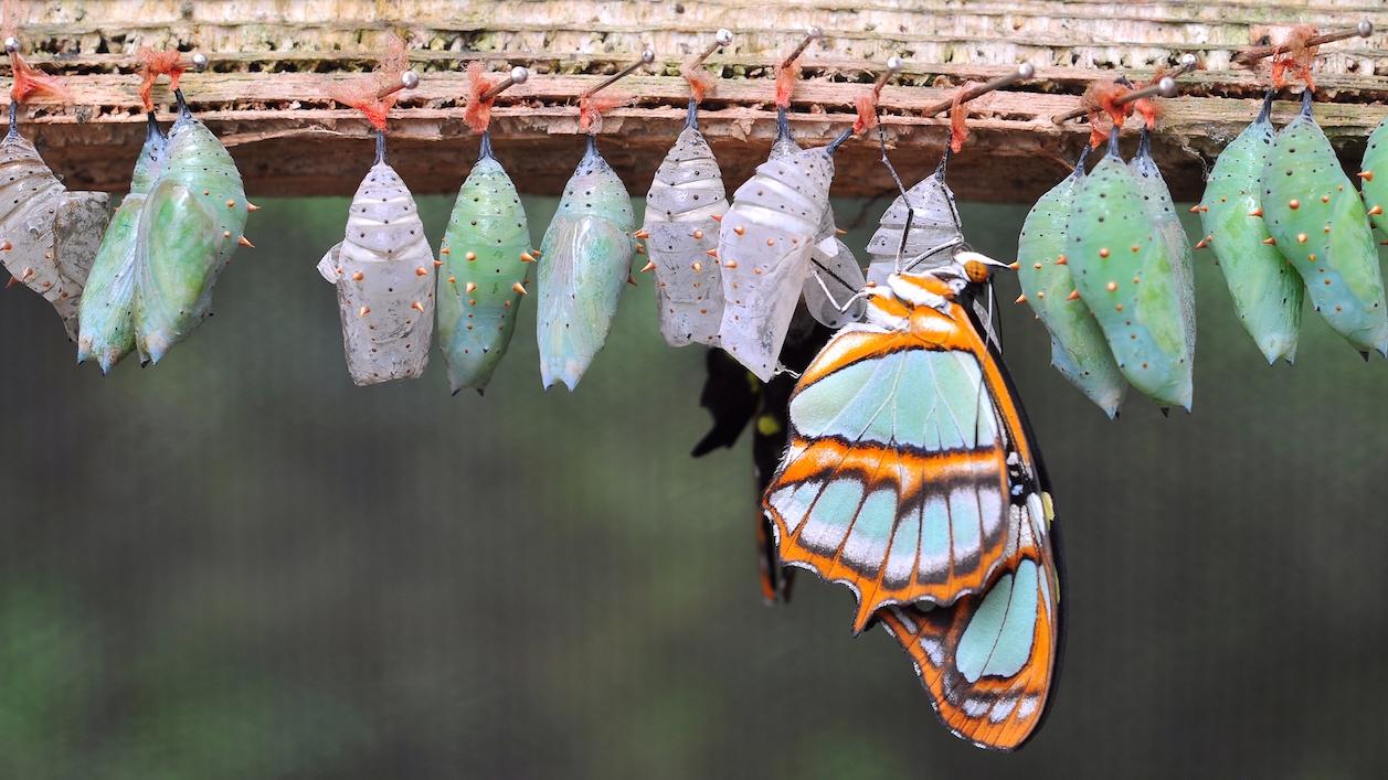 A $3.2 million 'bitcoin butterfly' option trade bets on $95,000 by the end of October
