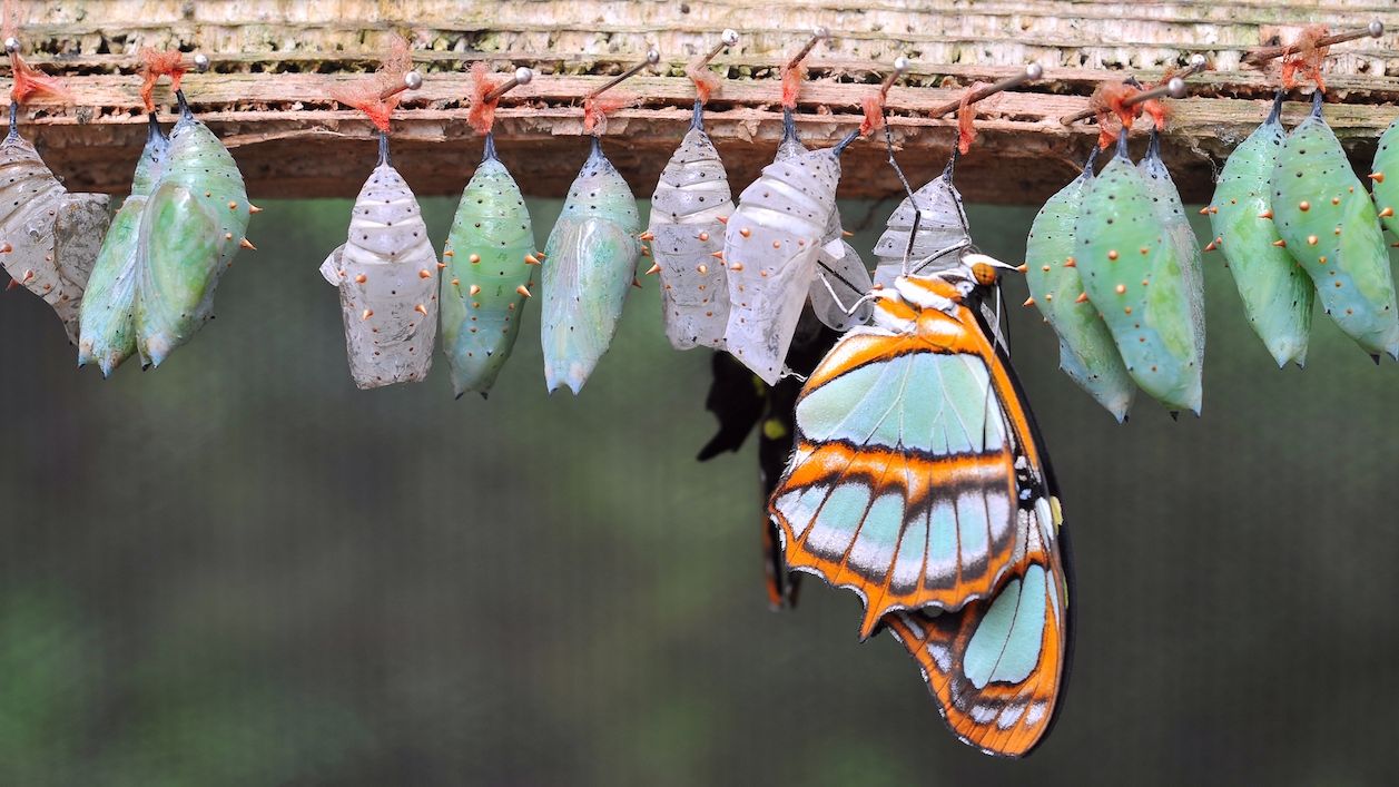 How Bitcoin Options and Butterfly Spreads Work