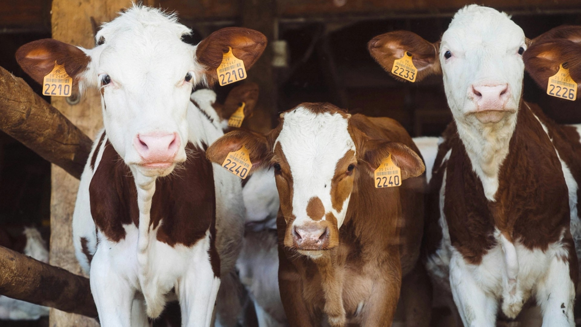 Brazilian farmers tokenized dairy cows to get loans, bypassing bank lending limits