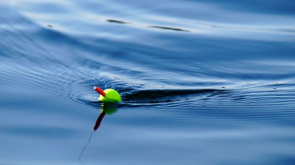 Fishing lure in still, blue water, creating ripples.