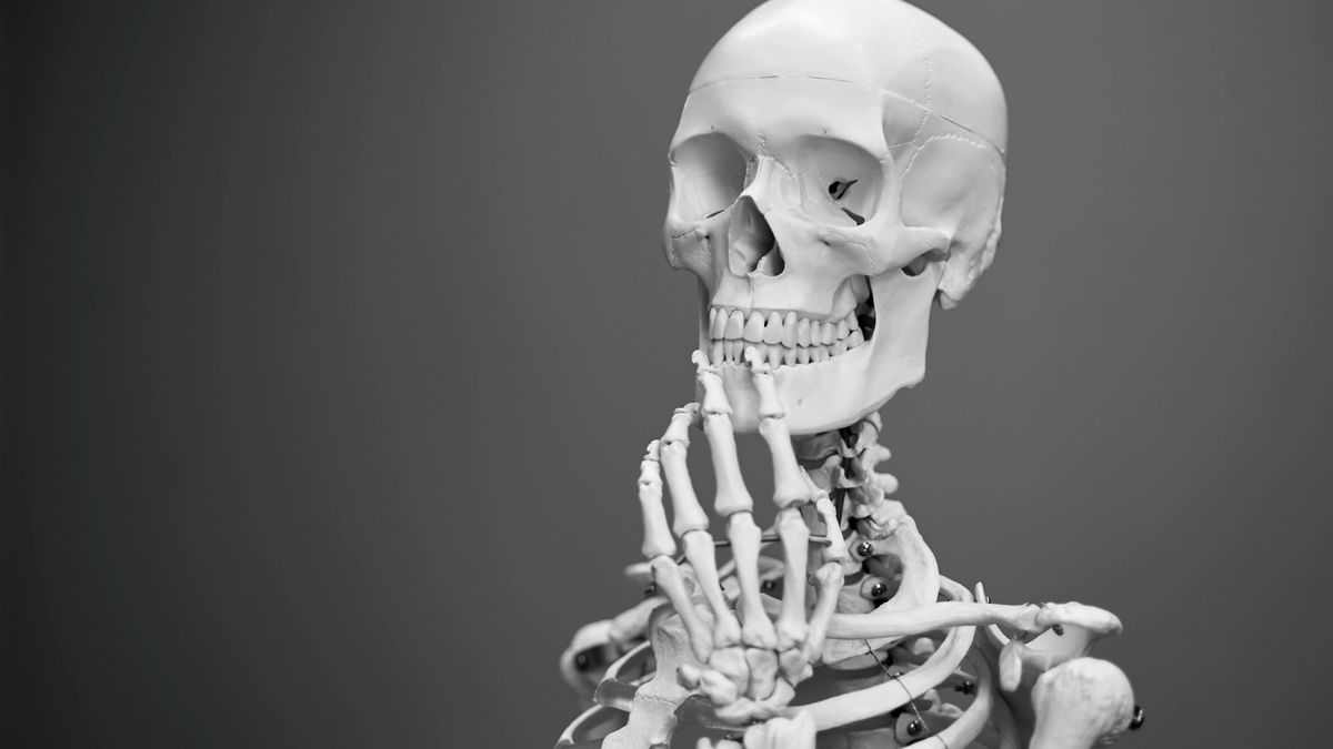Photo of a model skeleton.