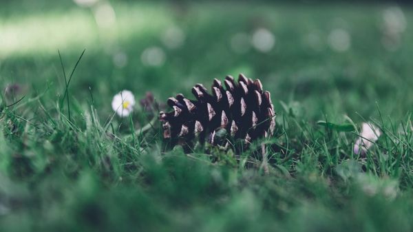 A single pine cone lying on green grass.